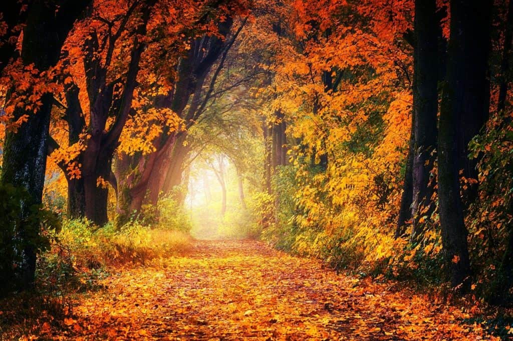 autumn, avenue, away