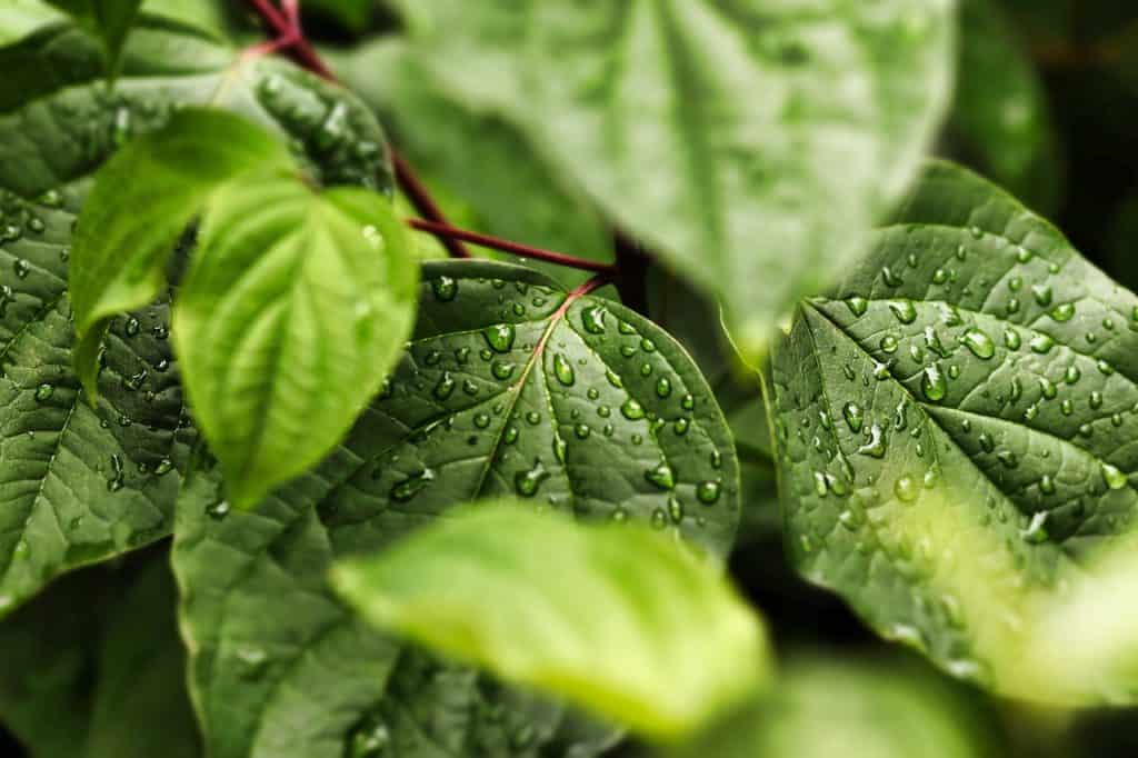 leaves, drip, nature