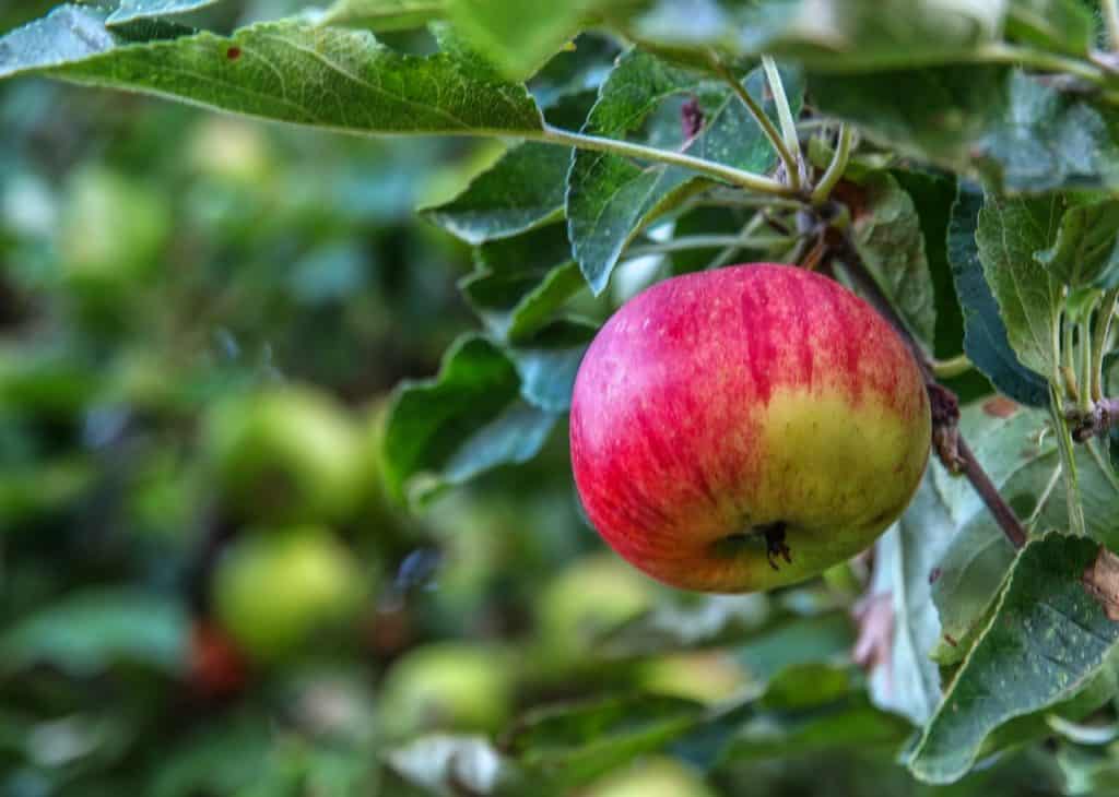 nature, plant, apple