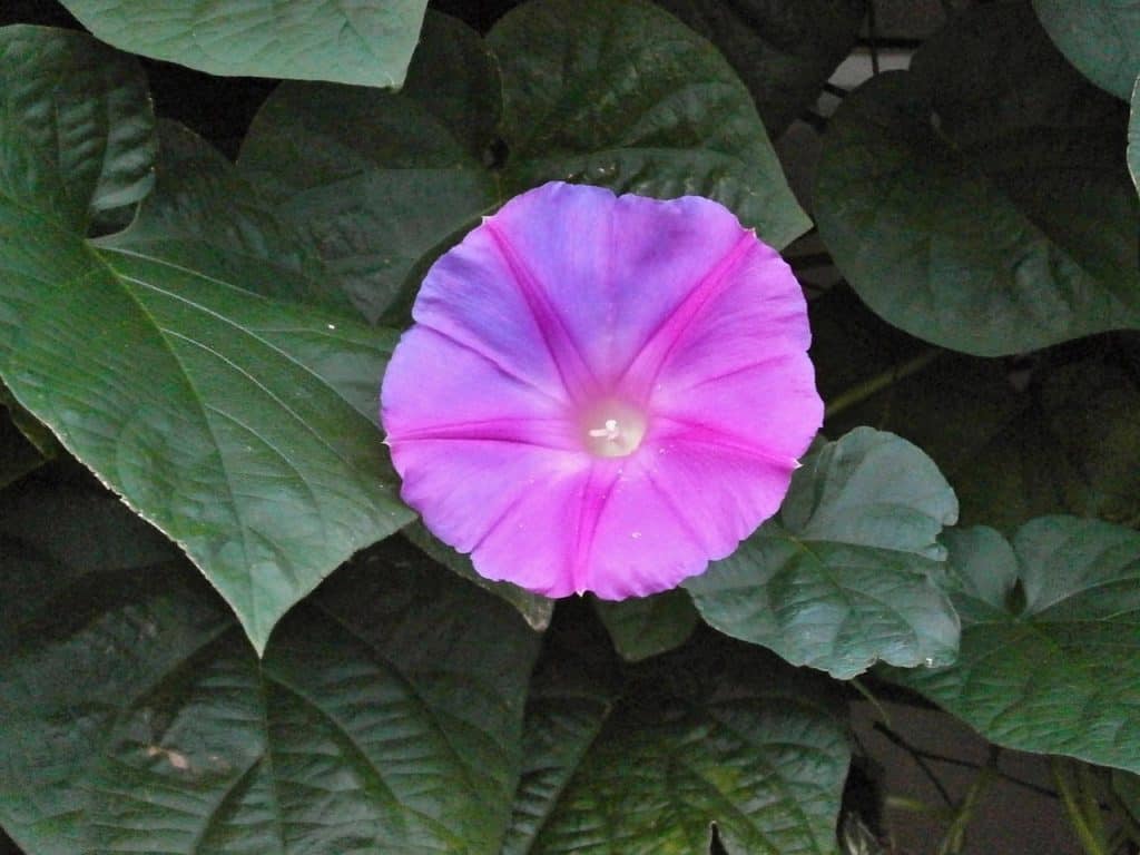 morning glory, purple flowers, pink flower