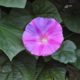 morning glory, purple flowers, pink flower