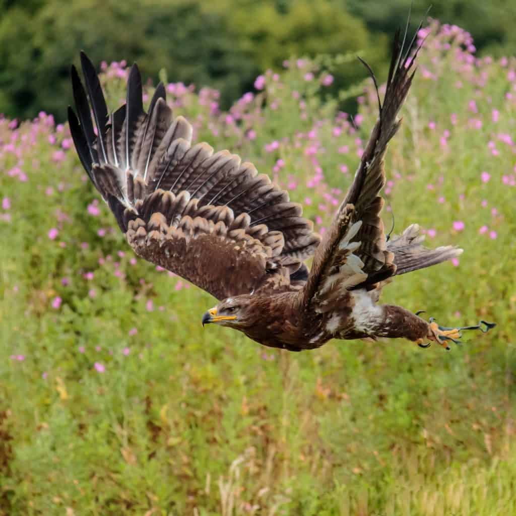 steppe eagle, eagle, steppe
