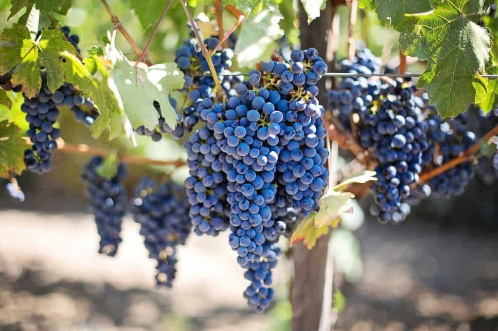 grapes, vines, grapevine