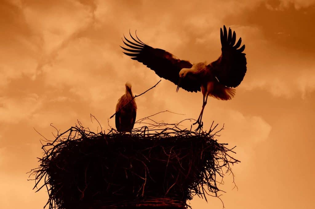 stork, wading bird, animal