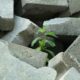 tree, plant, grow