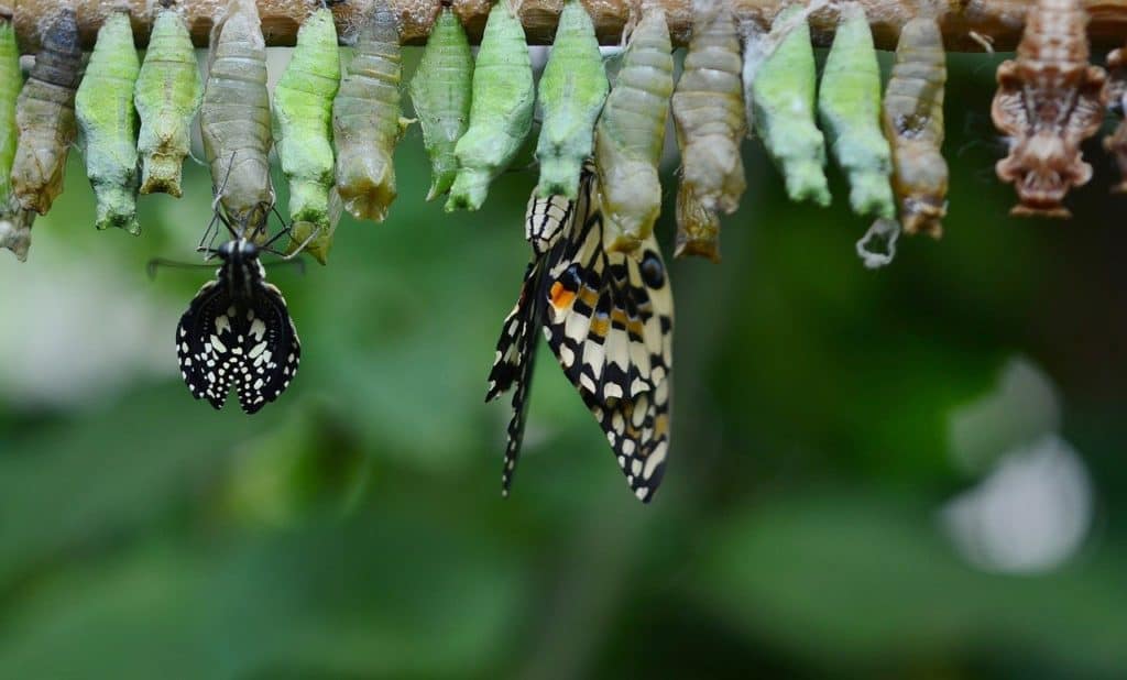 cocoon, butterfly, insect