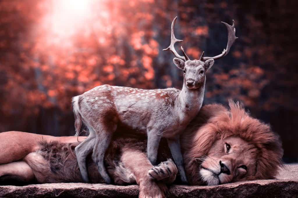 lion, predator, mammal
