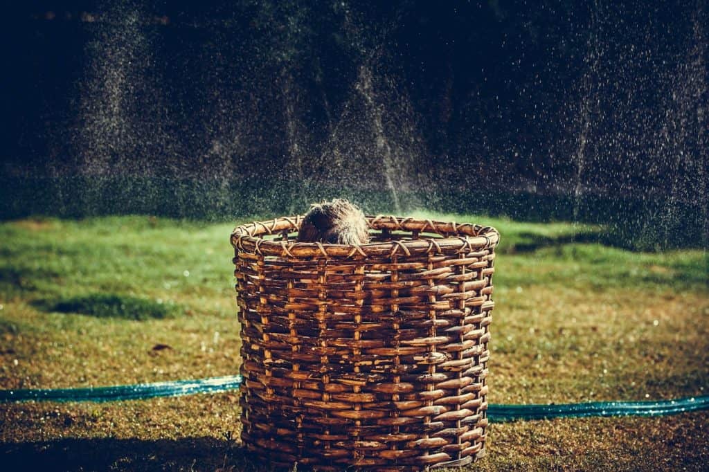 siblings, children, basket