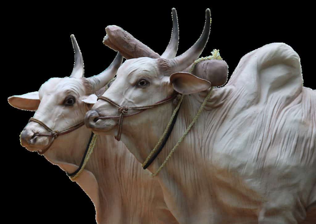 brahma, cattle, sculpture