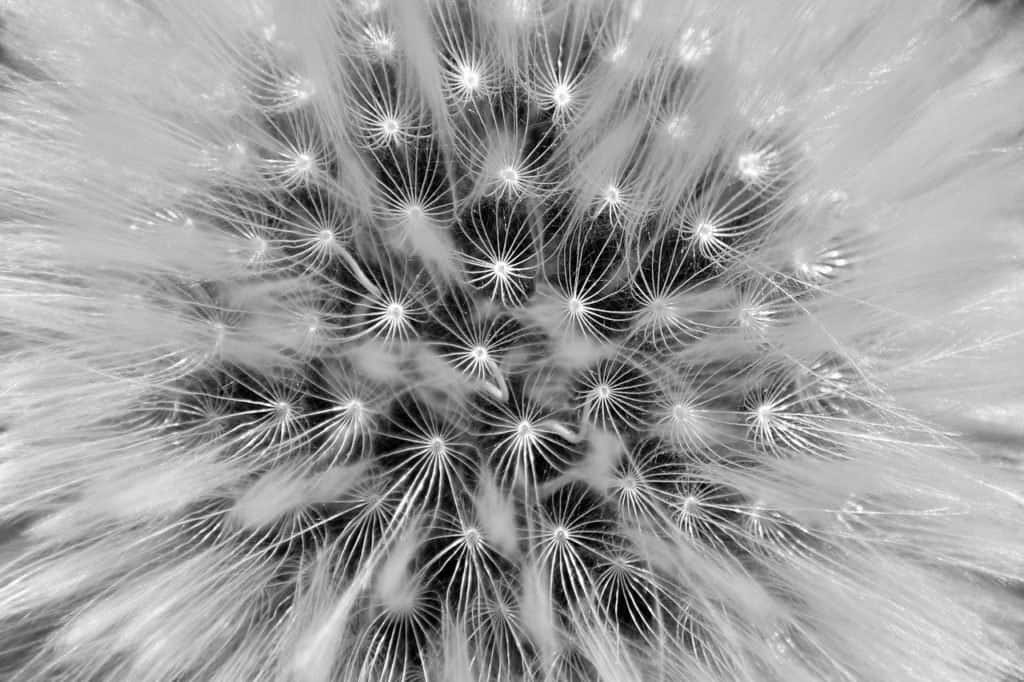 dandelion, seeds, monochrome