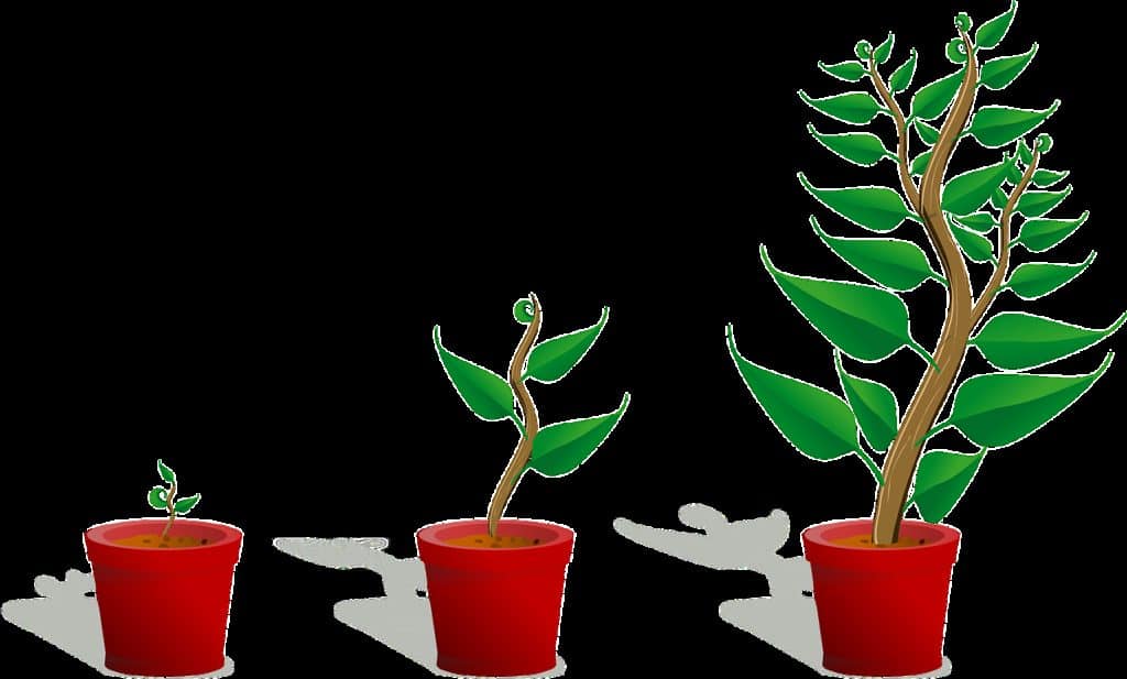sapling, plant, growing