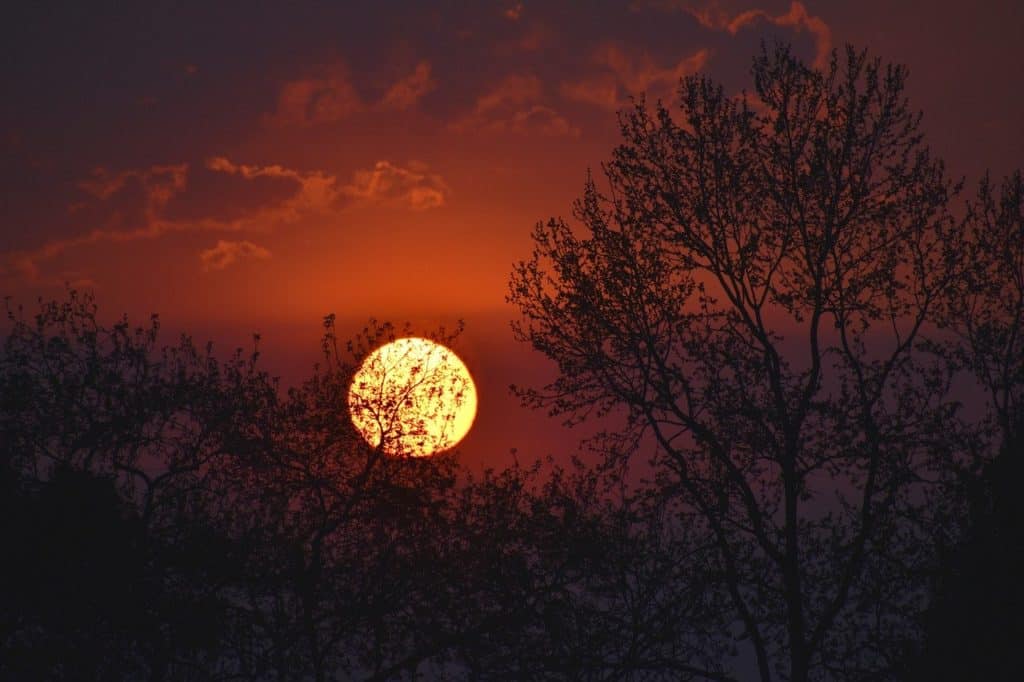 sunset, sky, trees