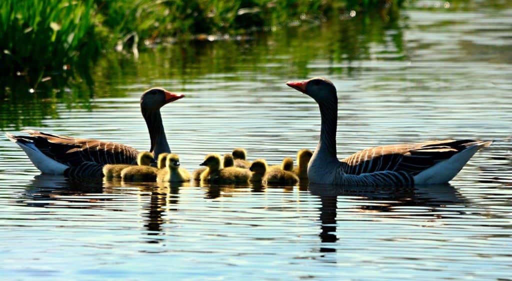 goose, gosling, water bird-4143179.jpg