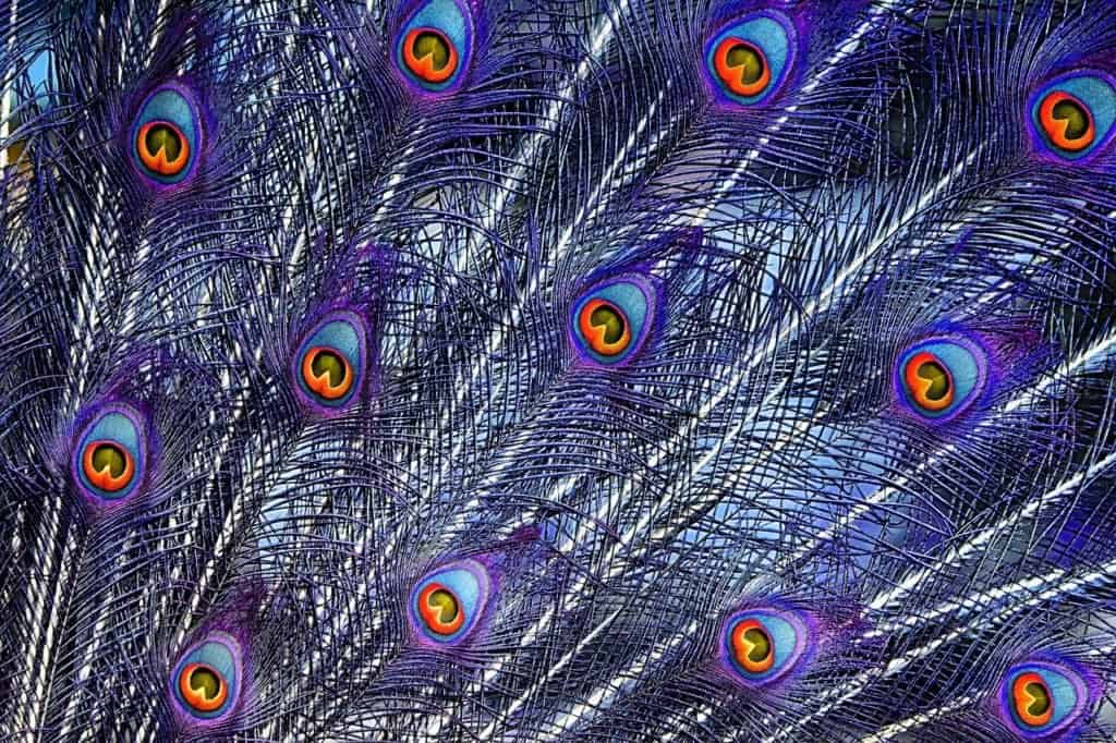 peacock feathers, color, plumage-3718661.jpg