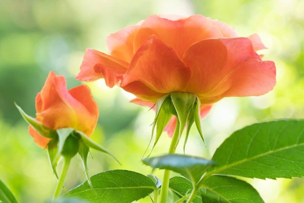 rose, flowers, petals-6352091.jpg