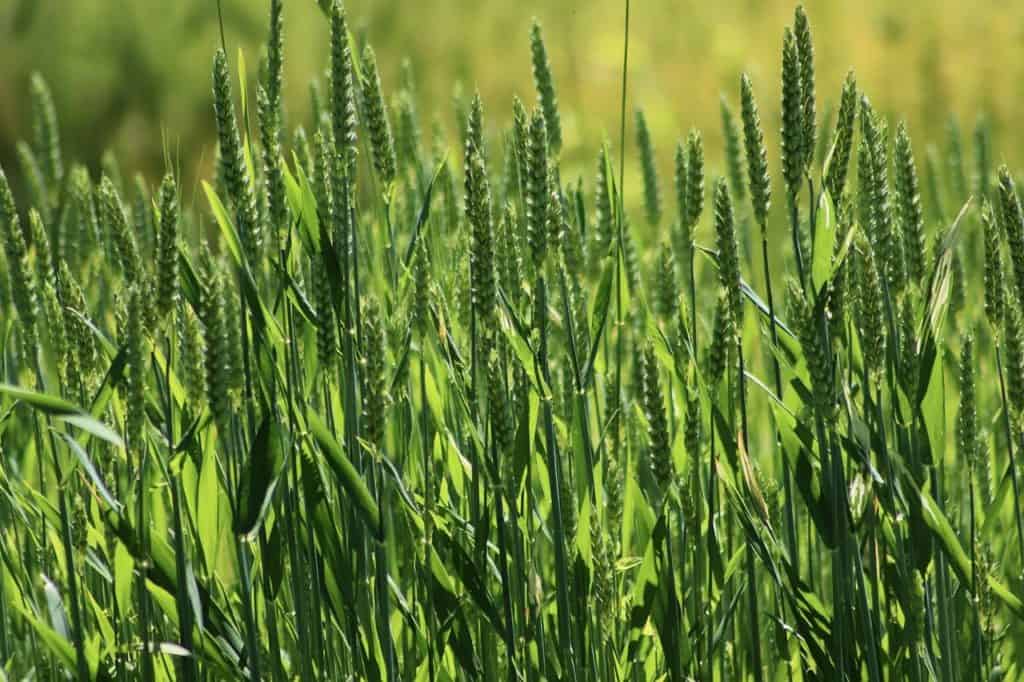 wheat field, cornfield, cereals-6346166.jpg
