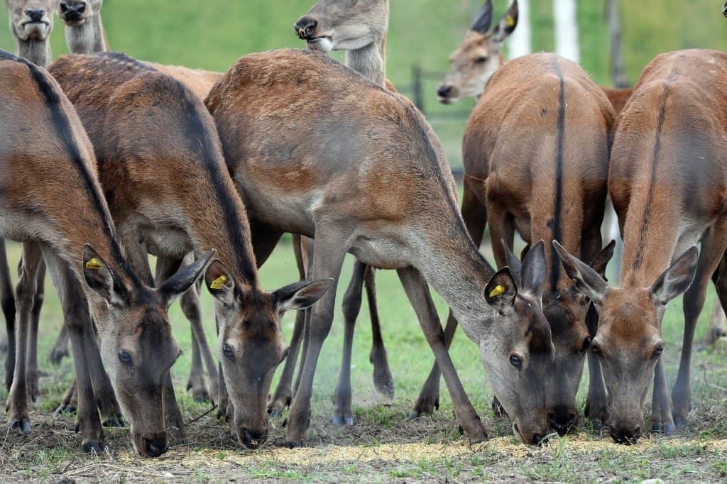 deers, animals, grazing-6394758.jpg