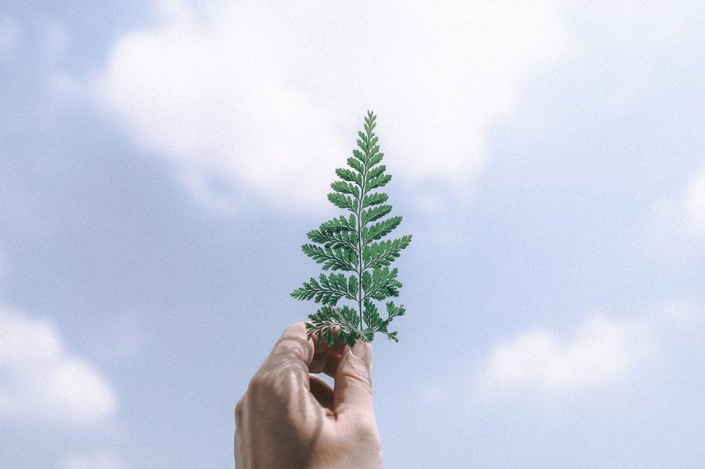the leaves, tree, green-5080909.jpg