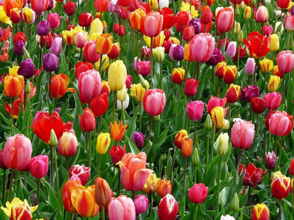 tulips, flowers, flower abundance-52125.jpg