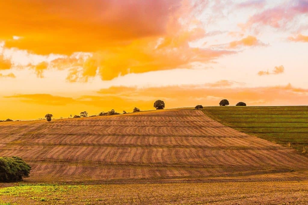 wheat, plantation, planting wheat-3514886.jpg