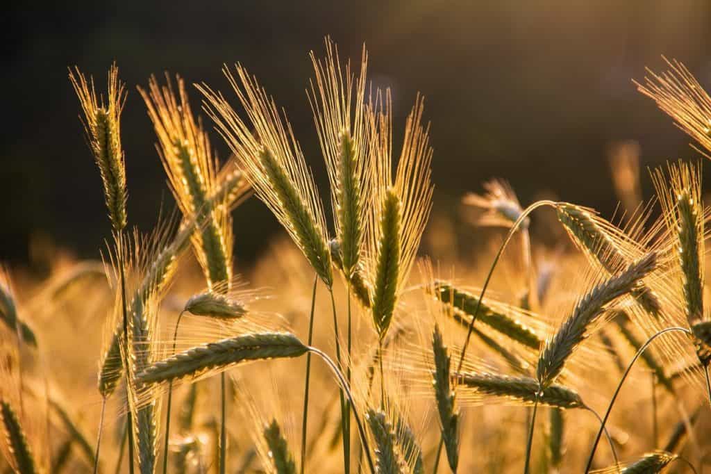 wheats, grains, wheat field-6375839.jpg