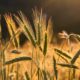 wheats, grains, wheat field-6375839.jpg