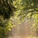trees, forest, park-6556336.jpg