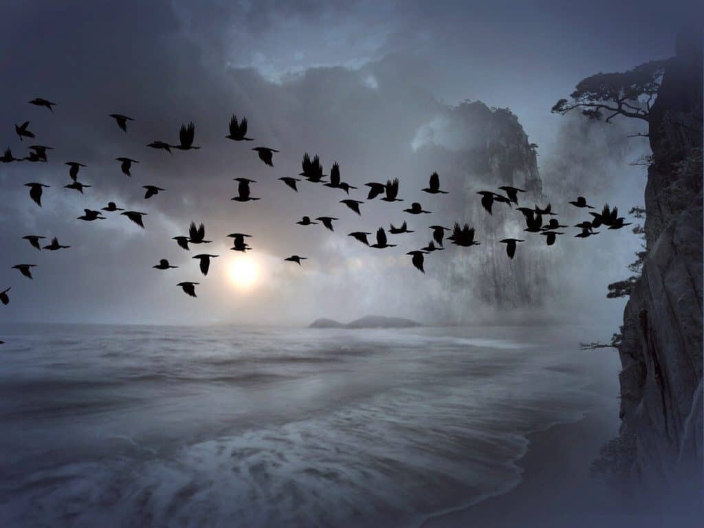 flock of birds, birds, swarm-392676.jpg