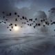 flock of birds, birds, swarm-392676.jpg