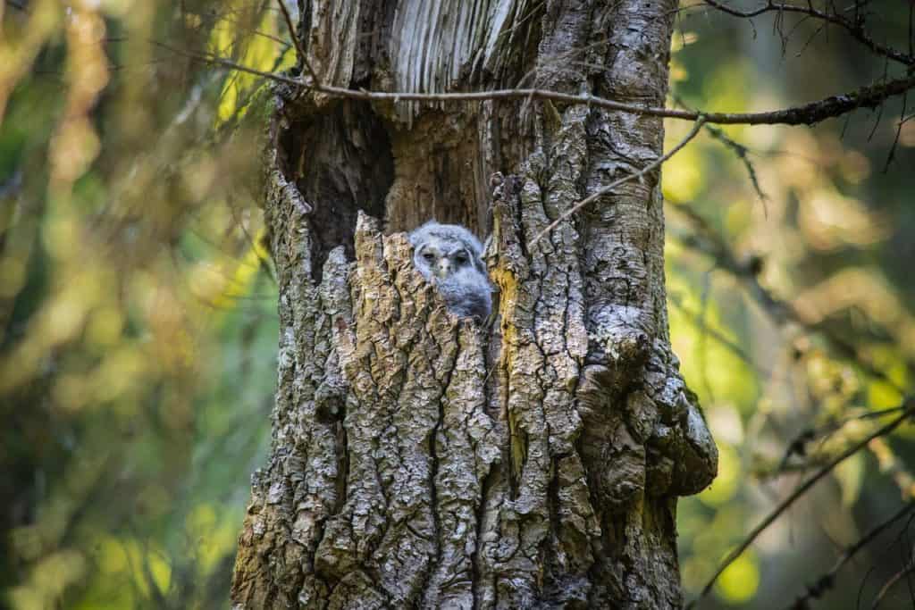 ural owl, strix uralensis, bird-4874810.jpg
