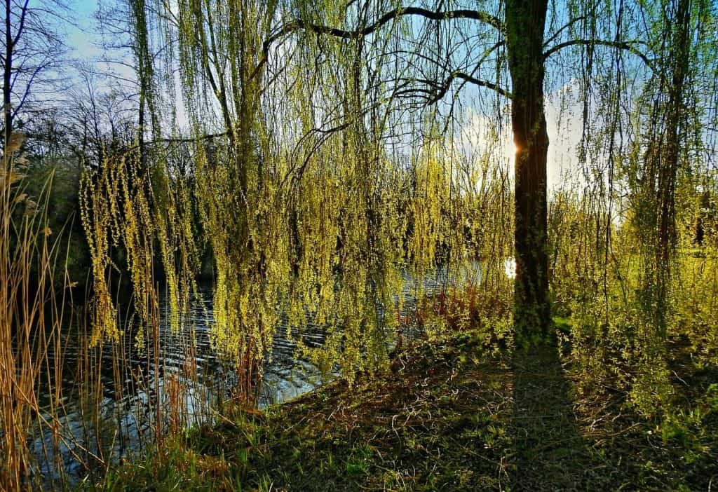 weeping willow, tree, branch-4963223.jpg