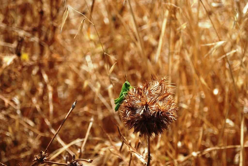 locust, nature, field-1735635.jpg